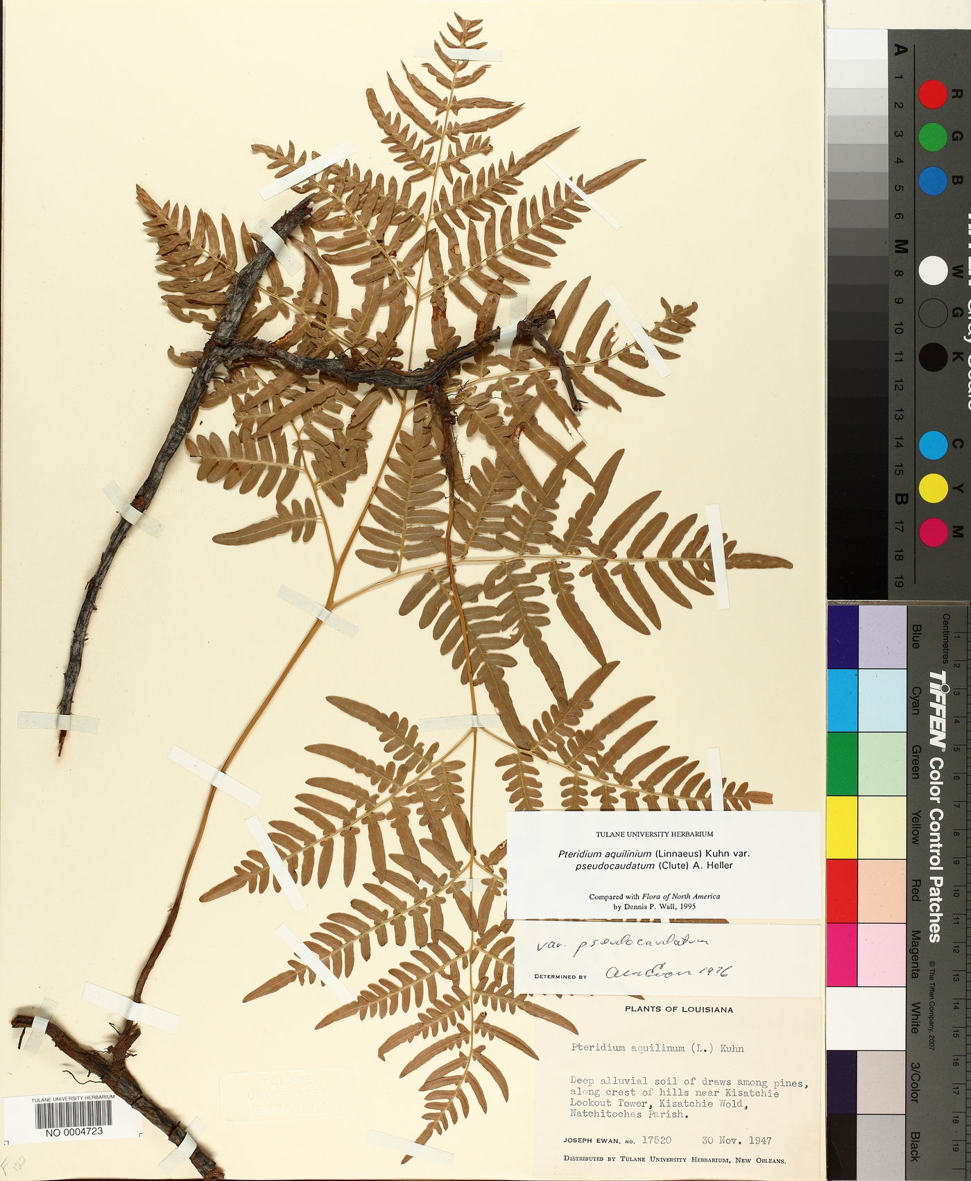 Pteridium aquilinum subsp. pseudocaudatum image