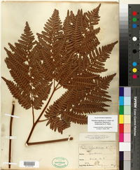 Pteridium aquilinum var. latiusculum image