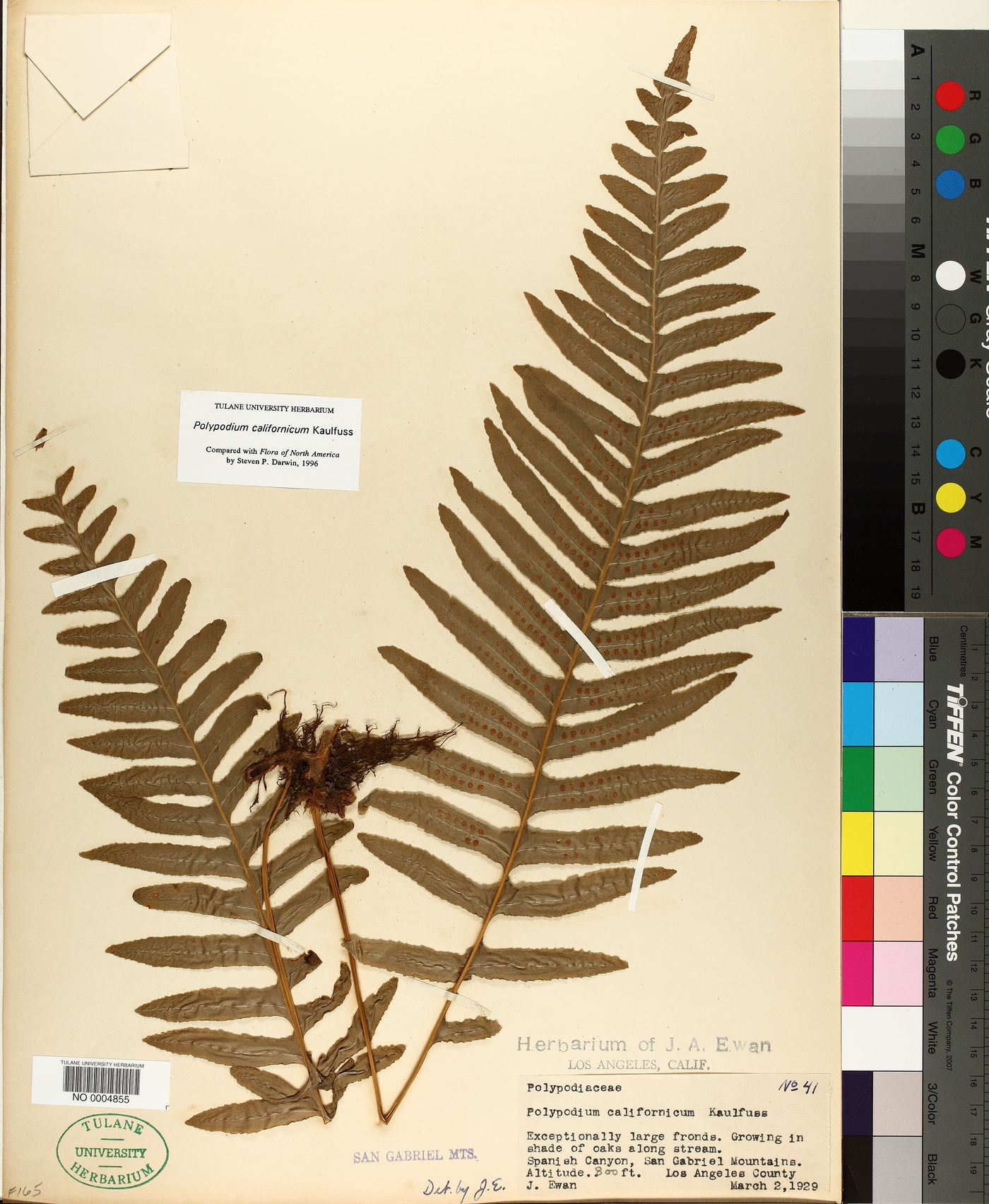 Polypodium californicum image