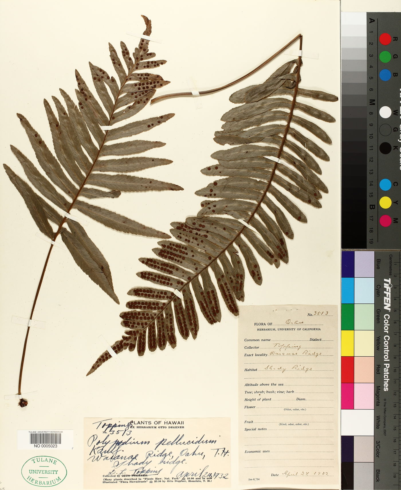 Polypodium pellucidum image