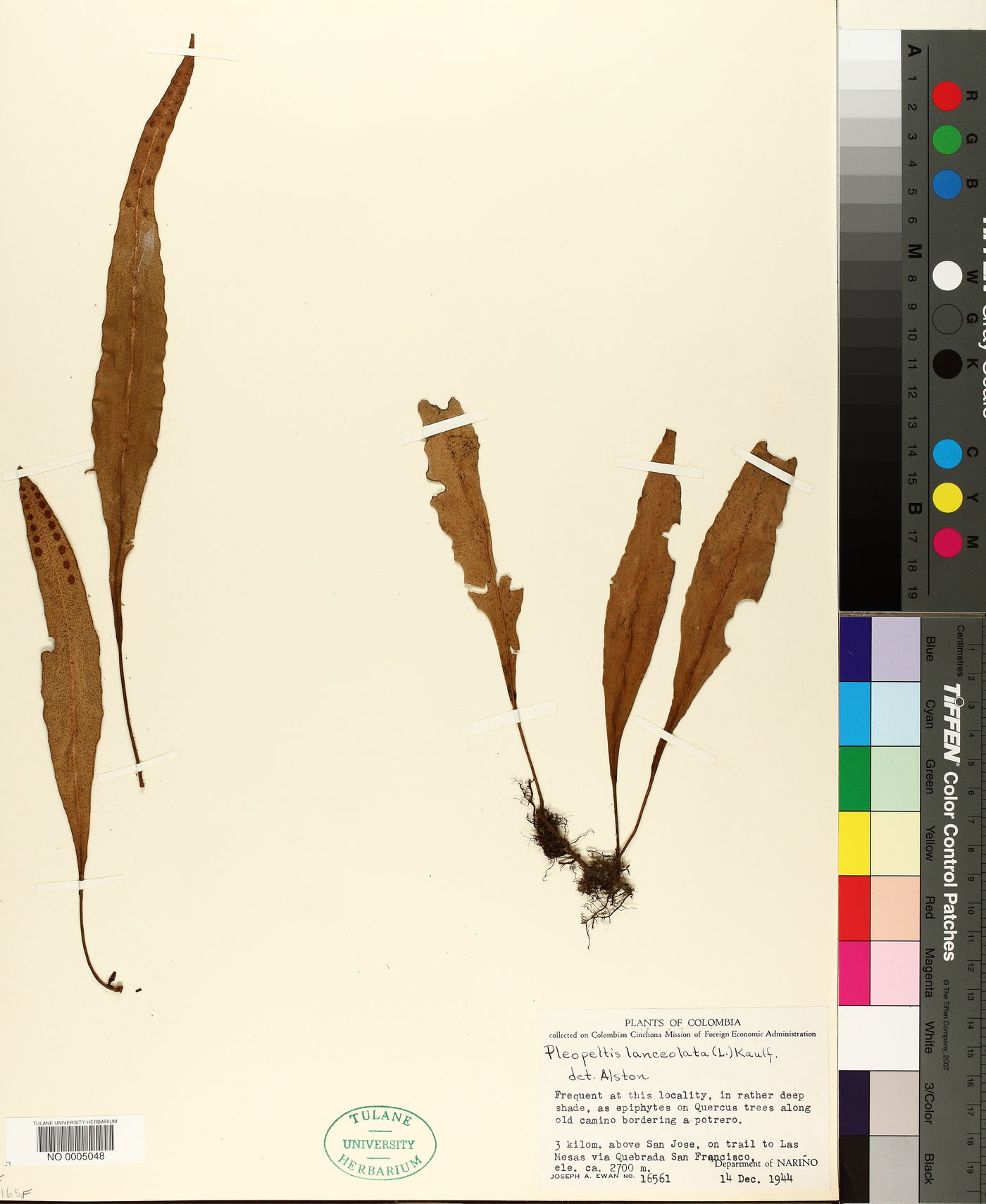 Pleopeltis lanceolata image