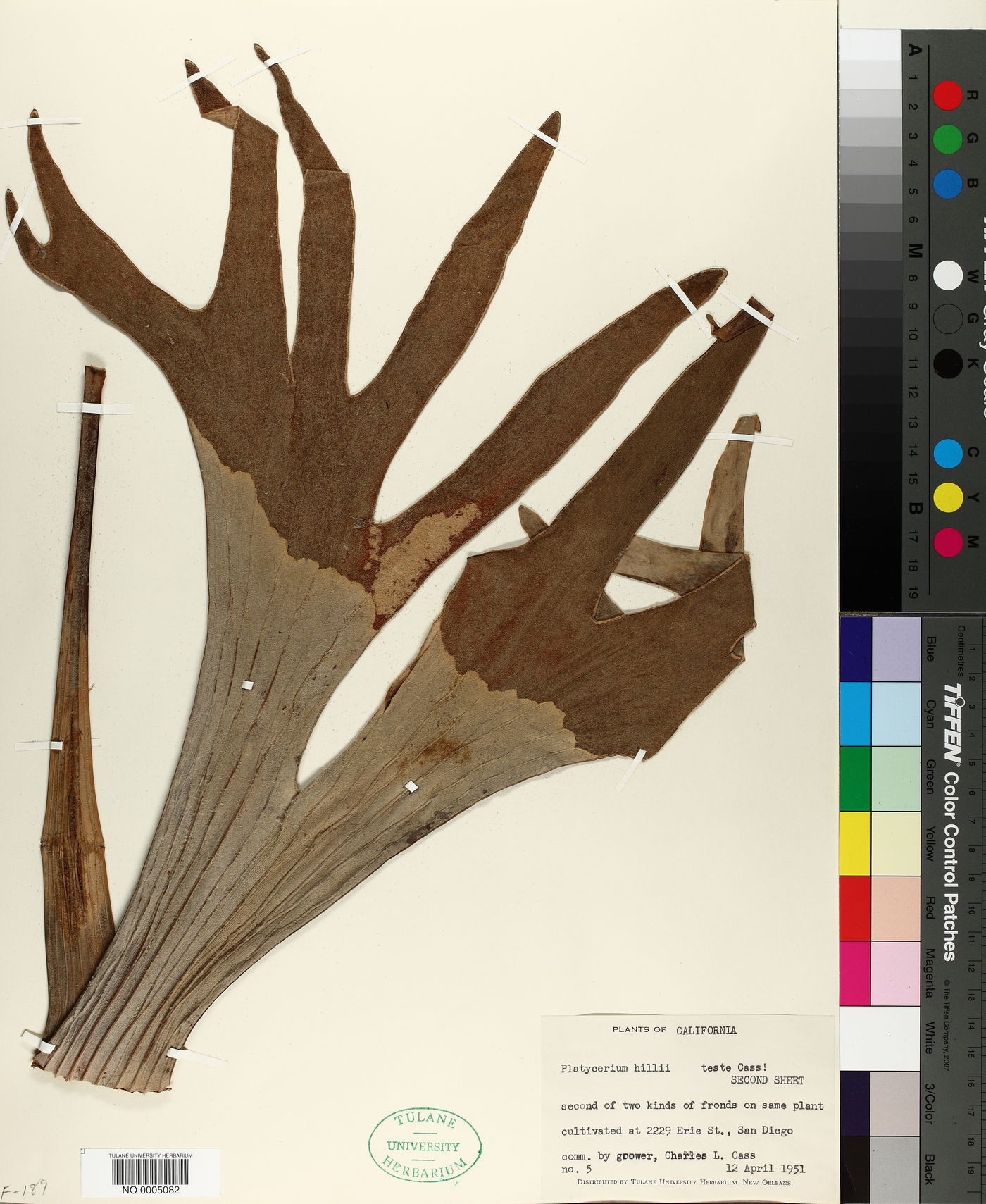 Platycerium hillii image