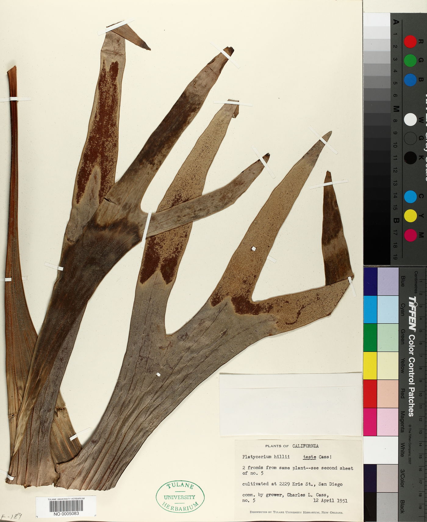 Platycerium hillii image