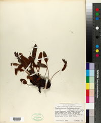 Image of Elaphoglossum bellermannianum