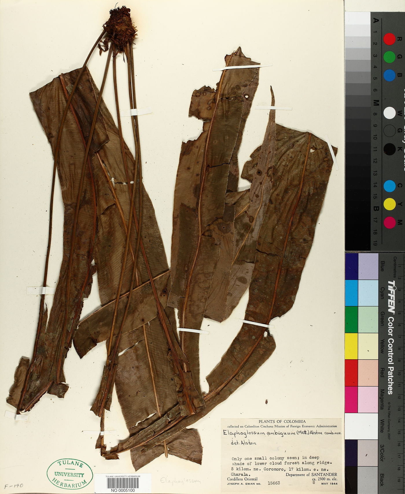 Elaphoglossum ambiguum image