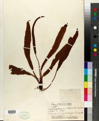 Elaphoglossum hirtum var. micans image