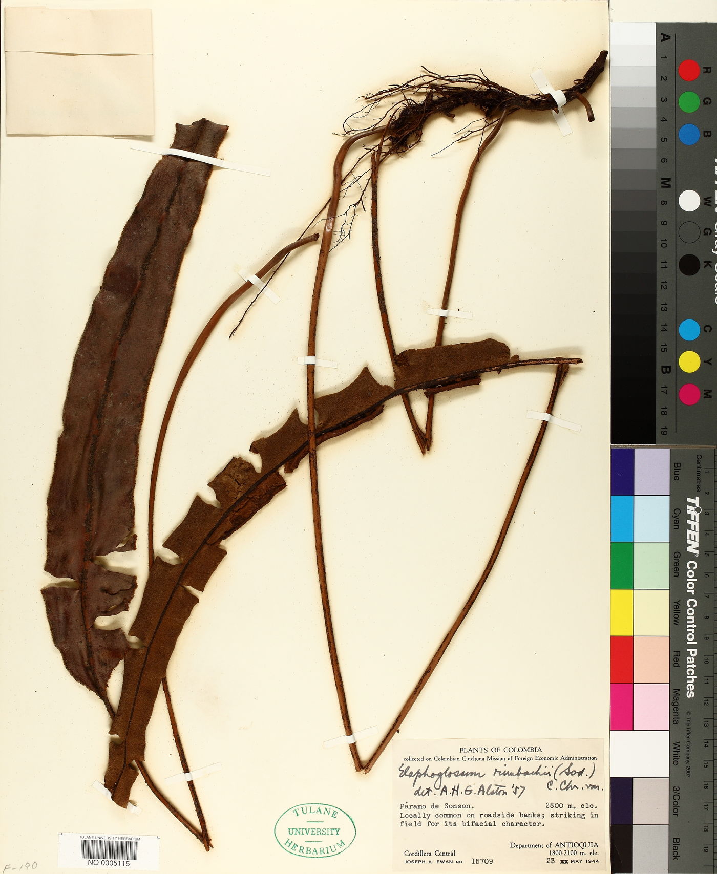 Elaphoglossum rimbachii image