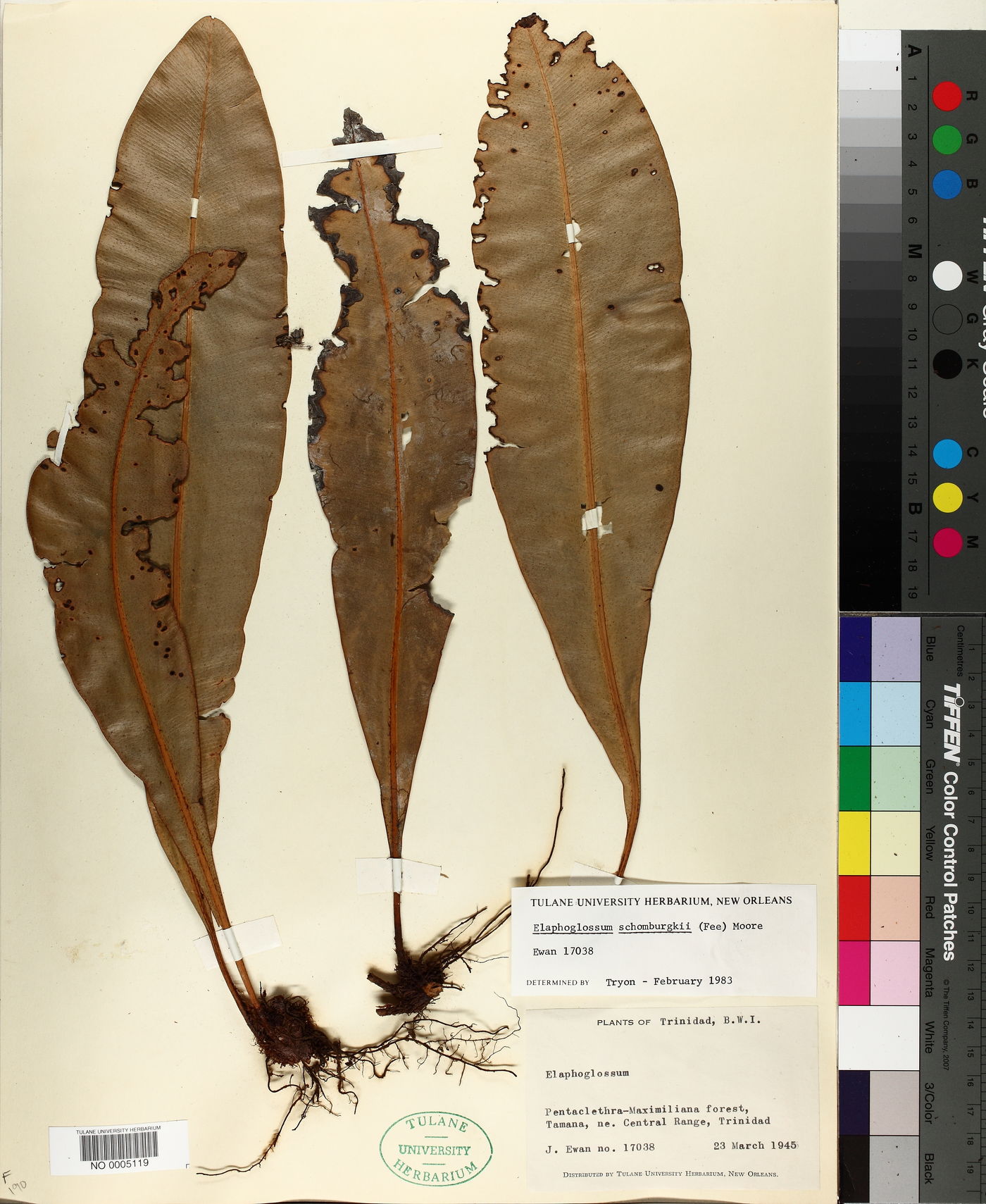 Elaphoglossum luridum image