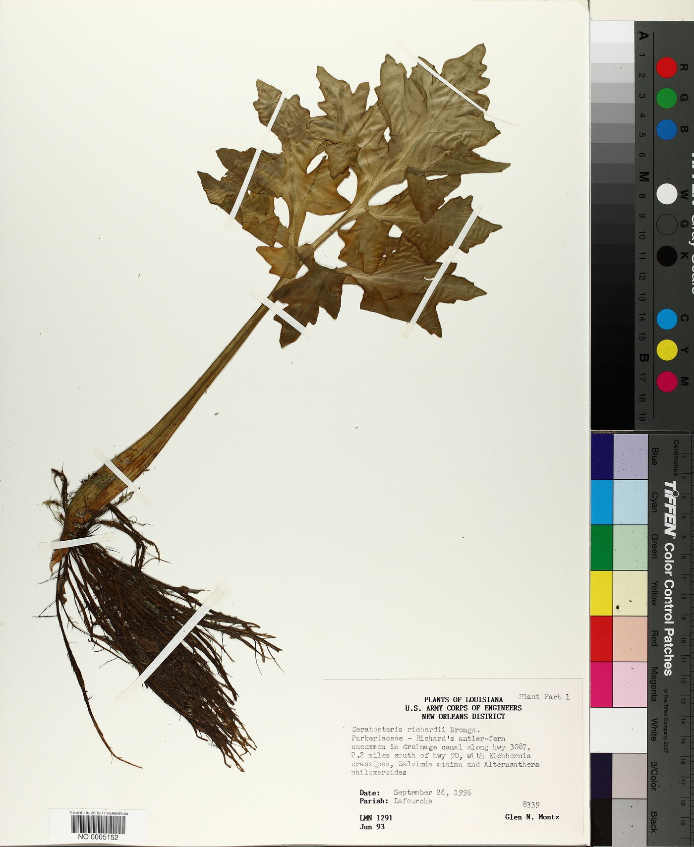 Ceratopteris richardii image