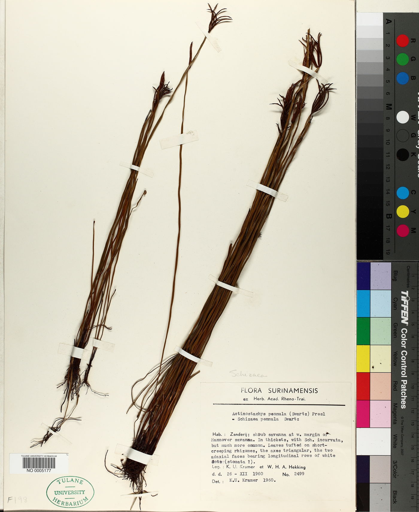 Schizaea pennula image
