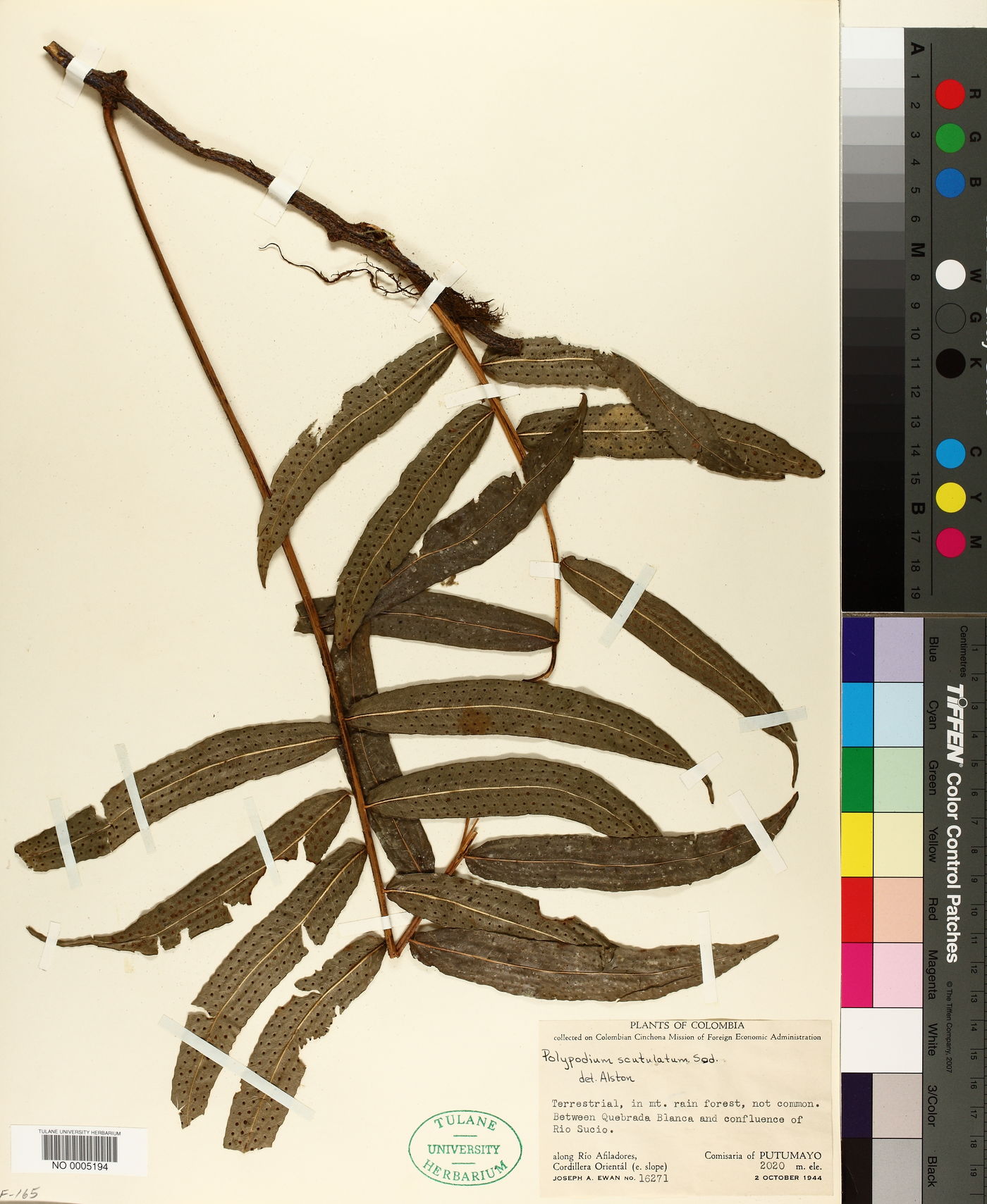 Serpocaulon fraxinifolium image