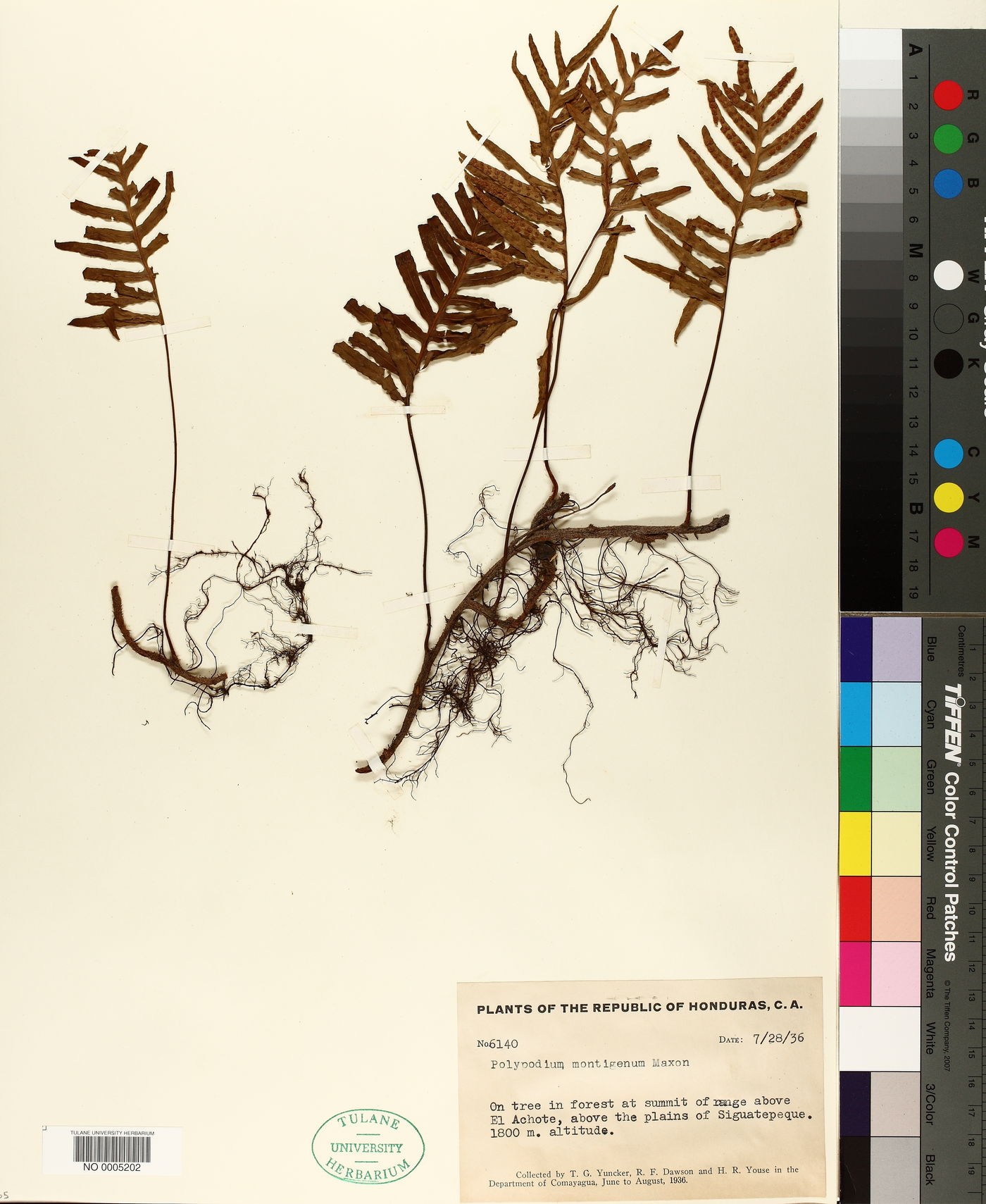 Polypodium montigenum image