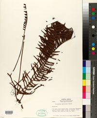 Polypodium myriolepis image