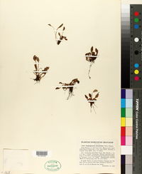 Elaphoglossum piloselloides image