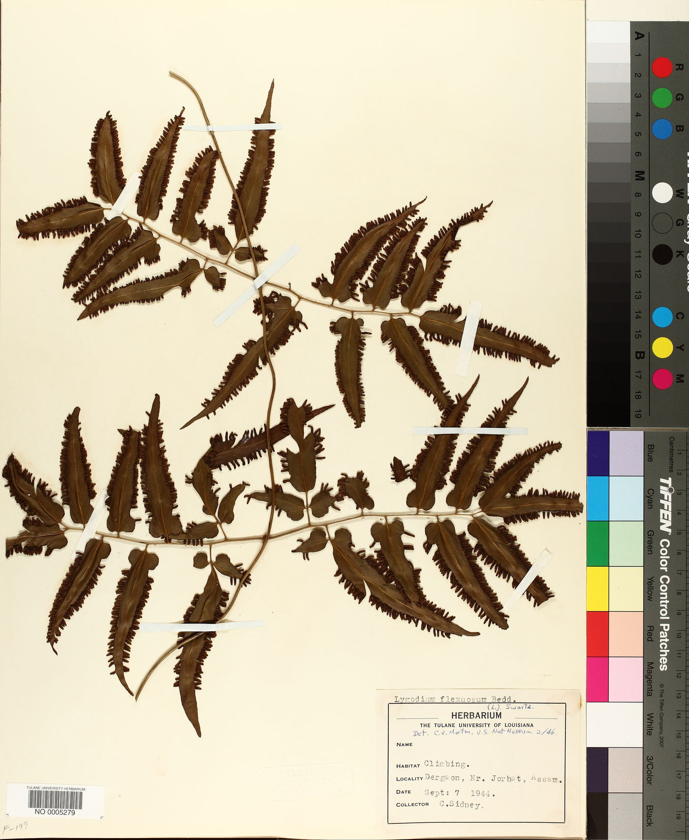Lygodium flexuosum image