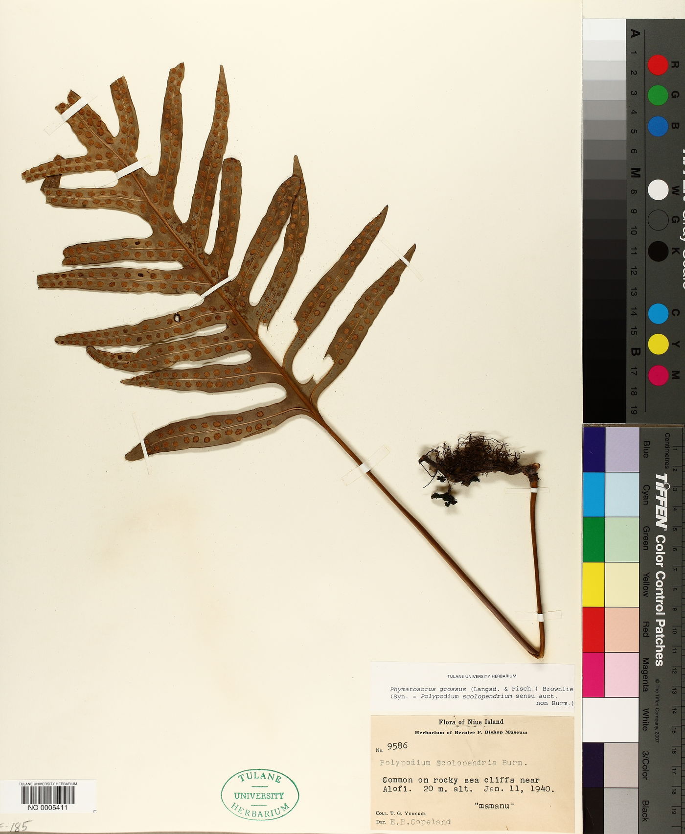 Phymatosorus grossus image