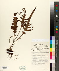 Pleopeltis leucospora image