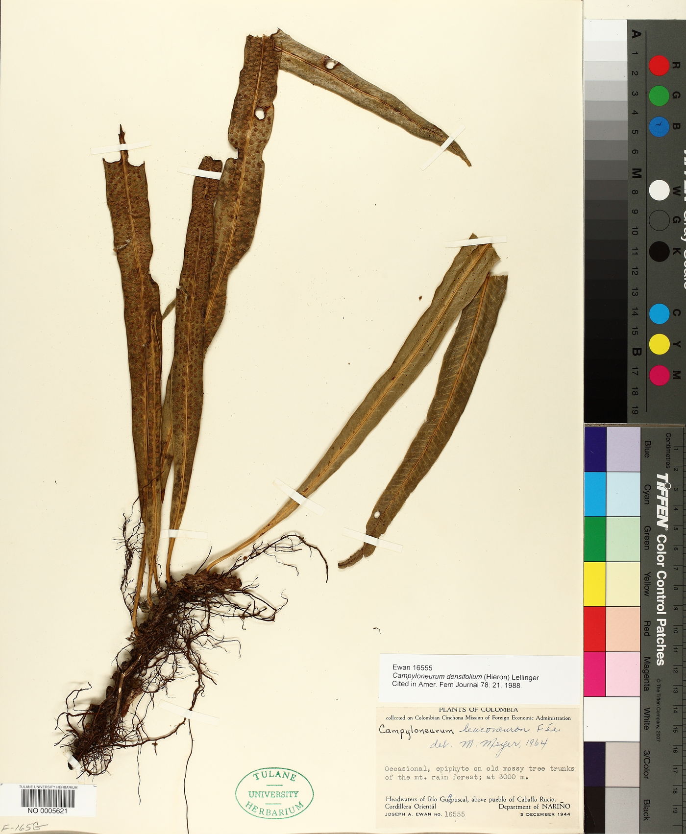 Campyloneurum densifolium image