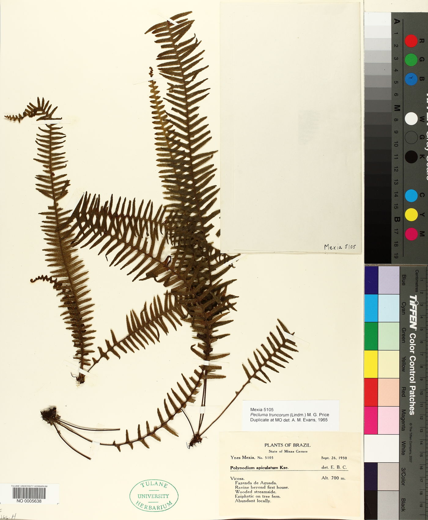 Pecluma truncorum image
