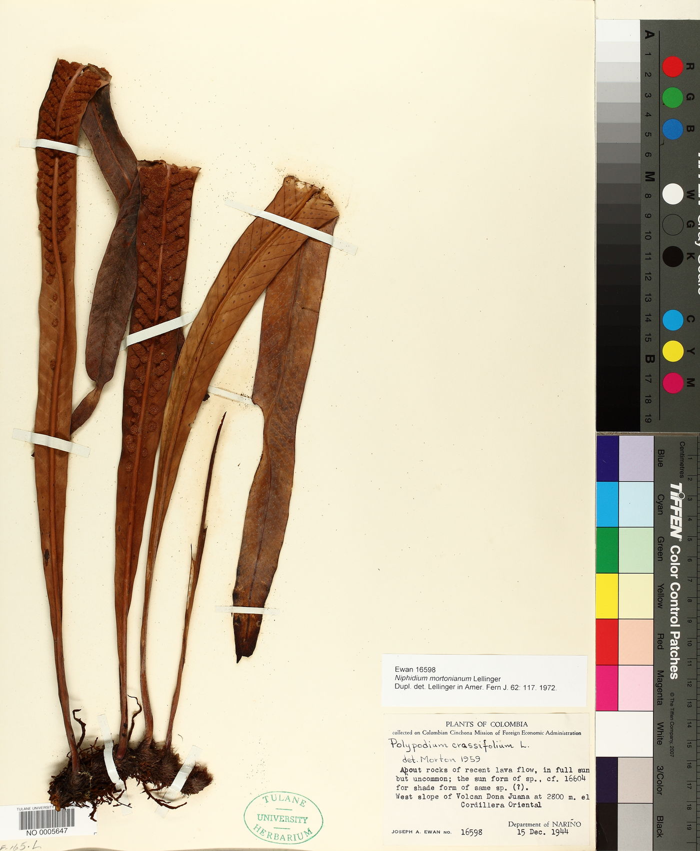 Niphidium mortonianum image