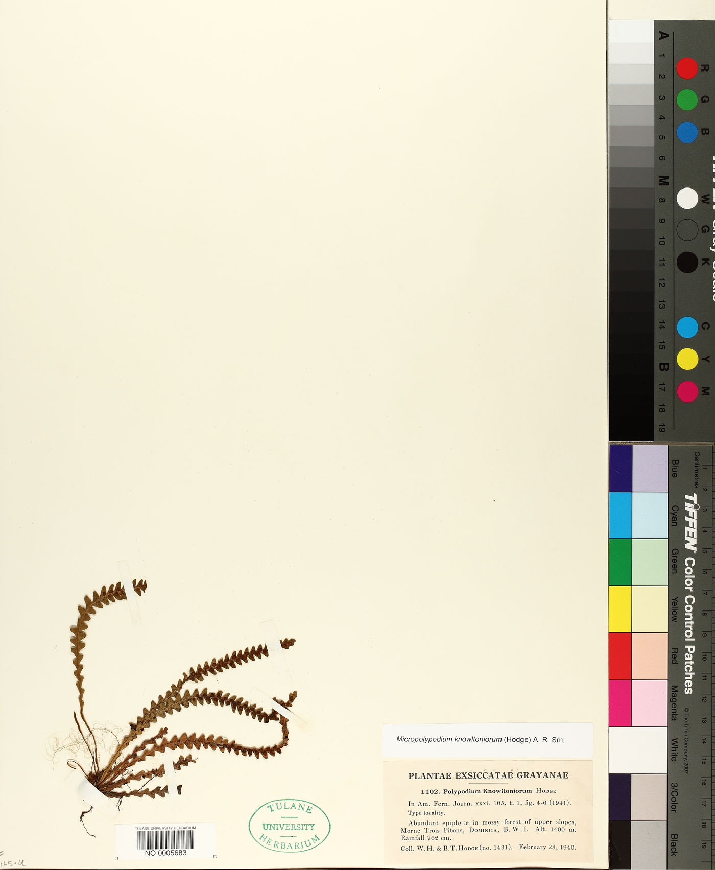 Micropolypodium knowltoniorum image