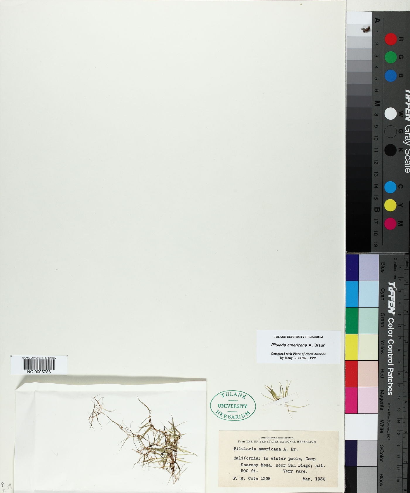 Pilularia americana image