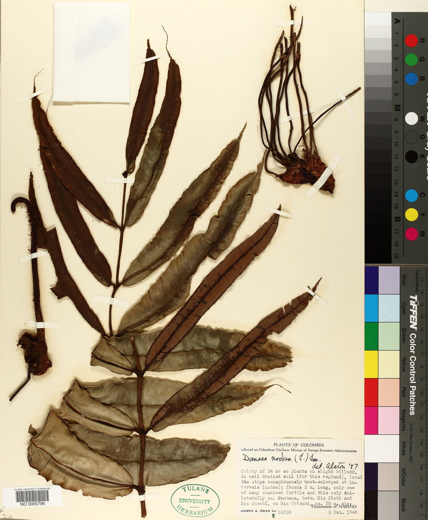 Danaea nodosa image