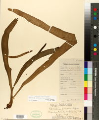 Ophioglossum pendulum subsp. falcatum image