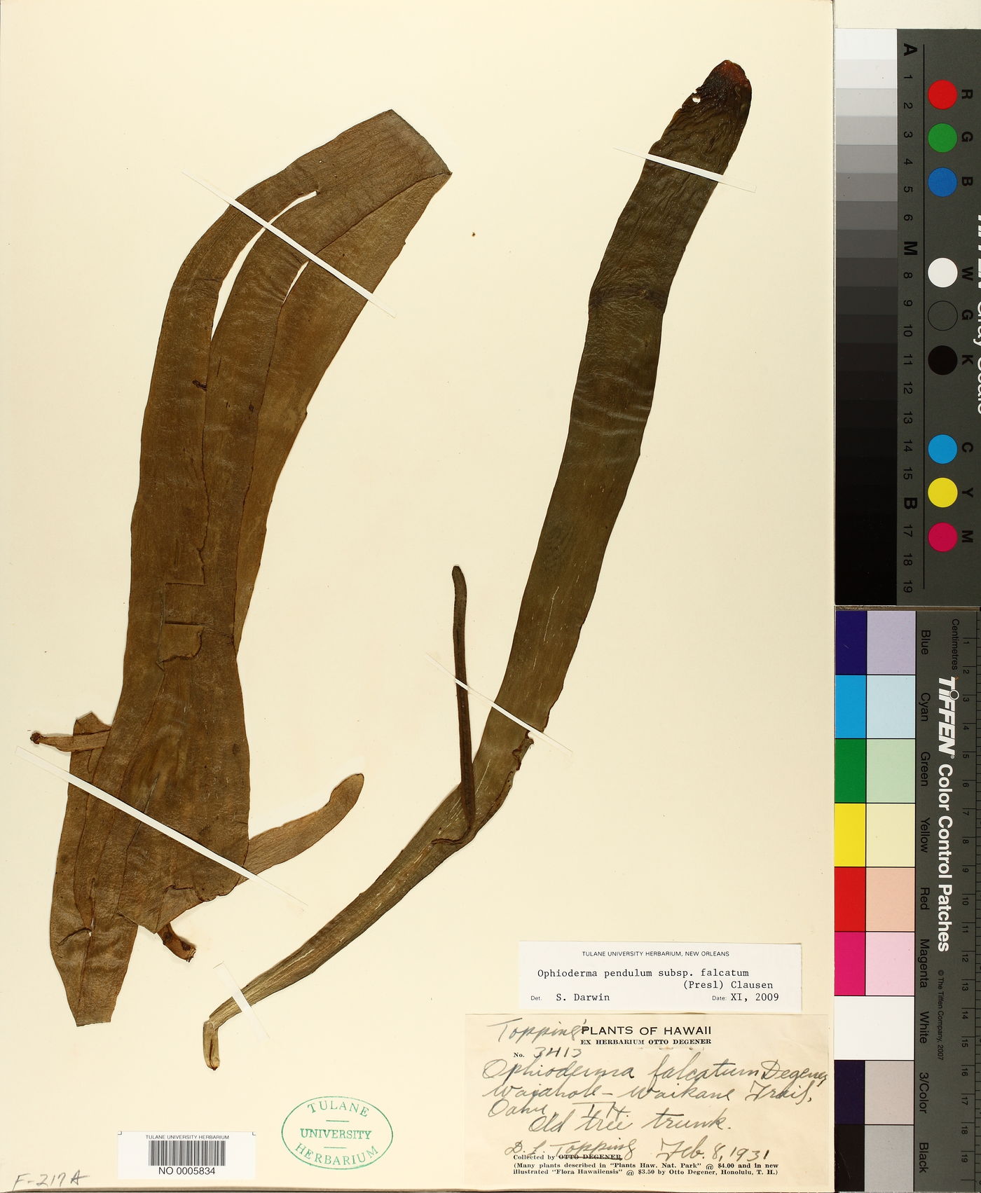 Ophioglossum pendulum subsp. falcatum image