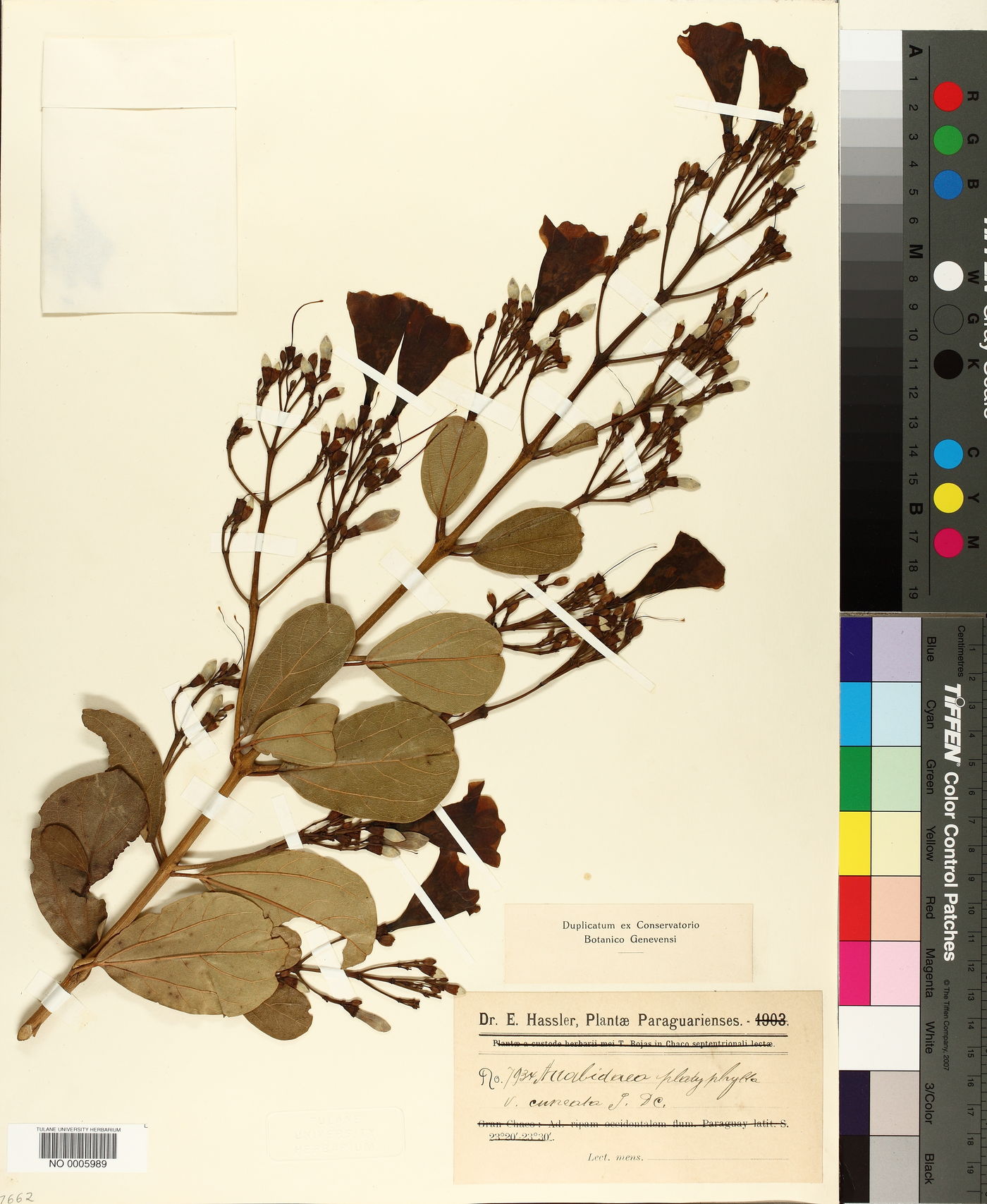 Arrabidaea platyphylla var. cuneata image
