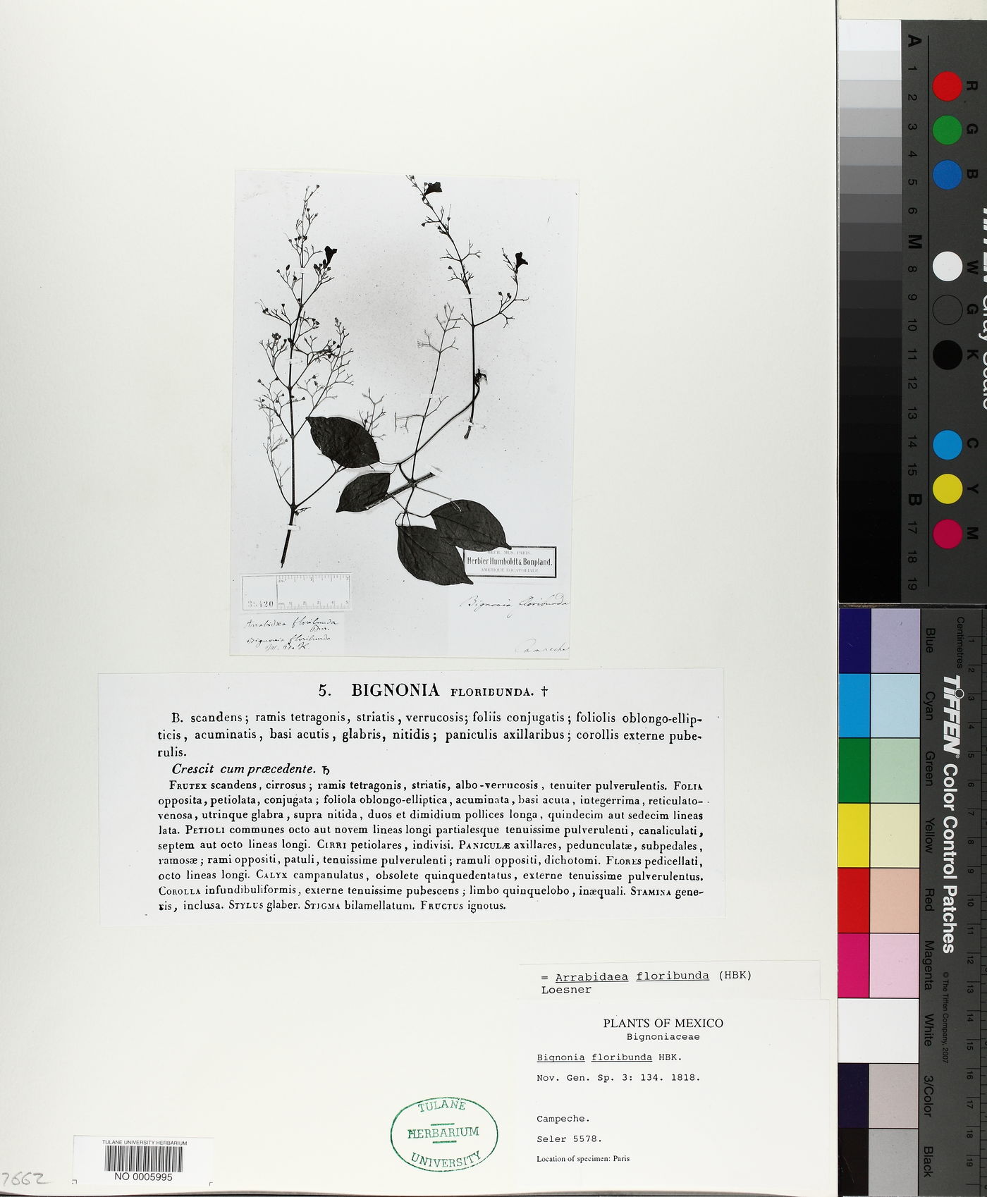 Arrabidaea floribunda image