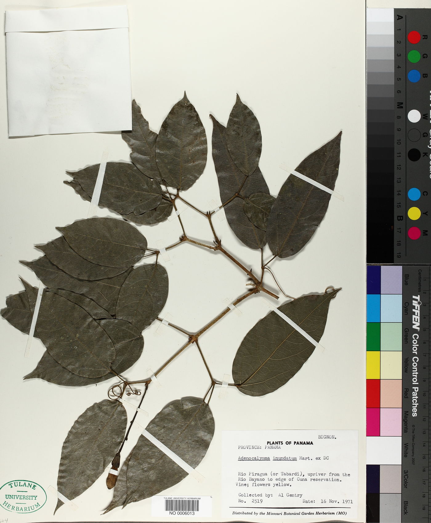 Adenocalymma inundatum image