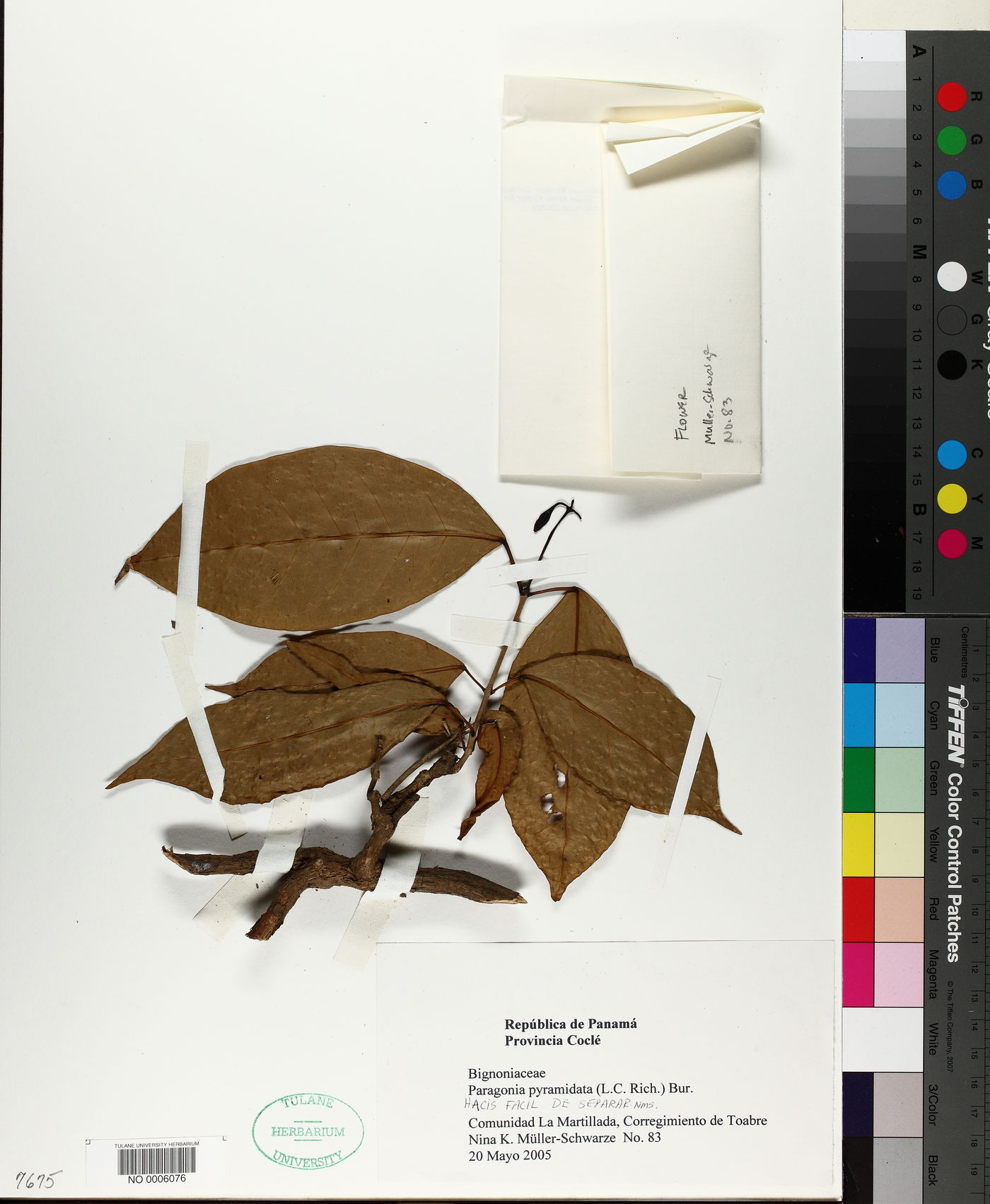 Paragonia pyramidata image