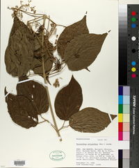 Image of Tynanthus polyanthus