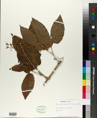 Tynanthus polyanthus image
