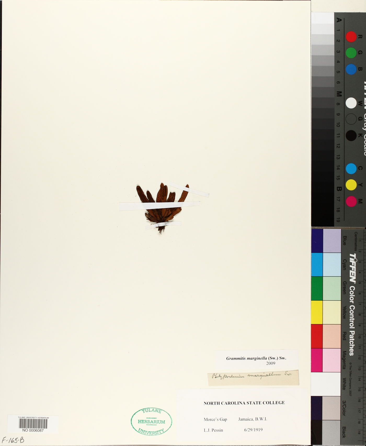 Grammitis marginella image