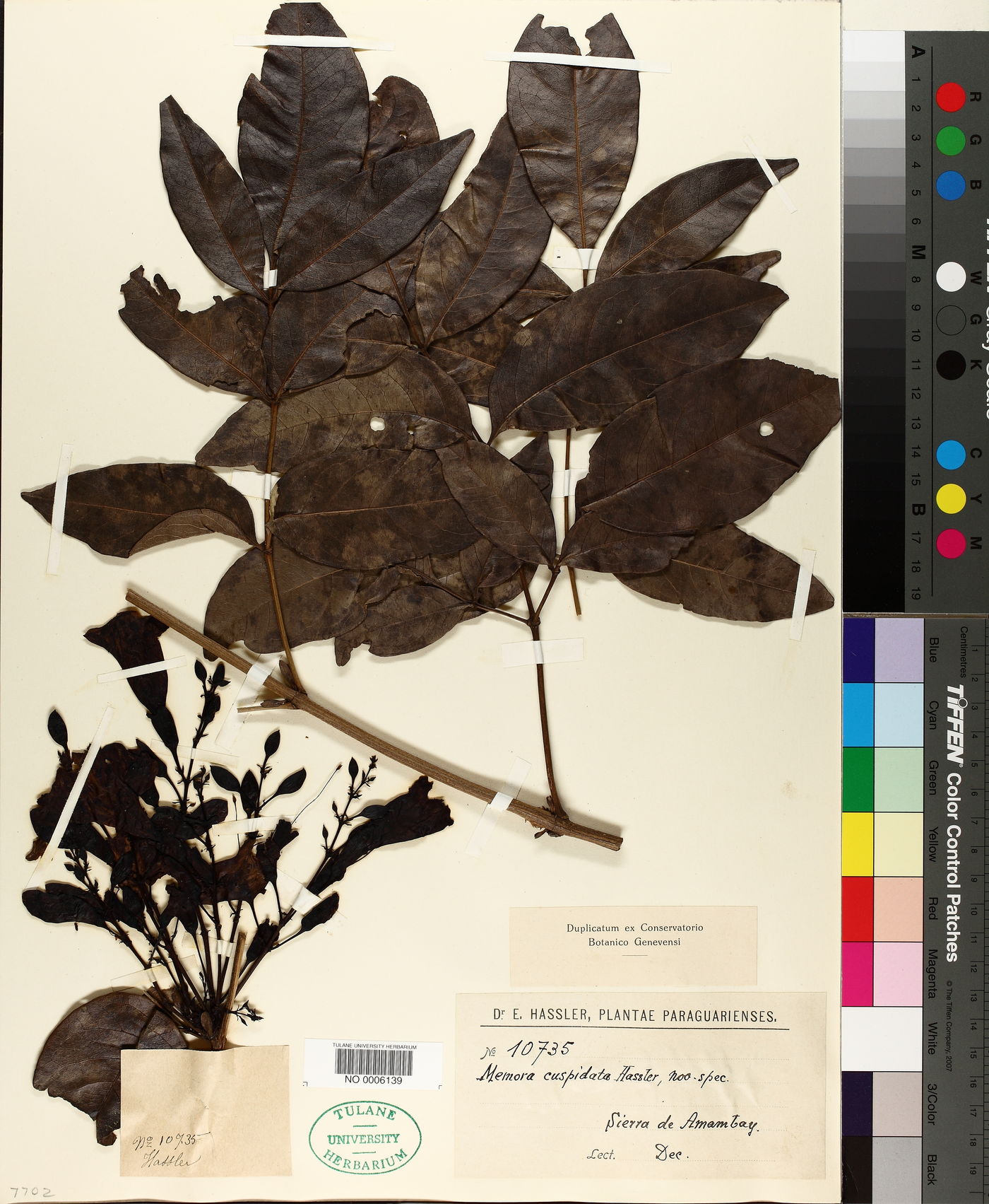Adenocalymma peregrinum image