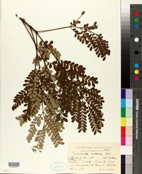 Jacaranda arborea image