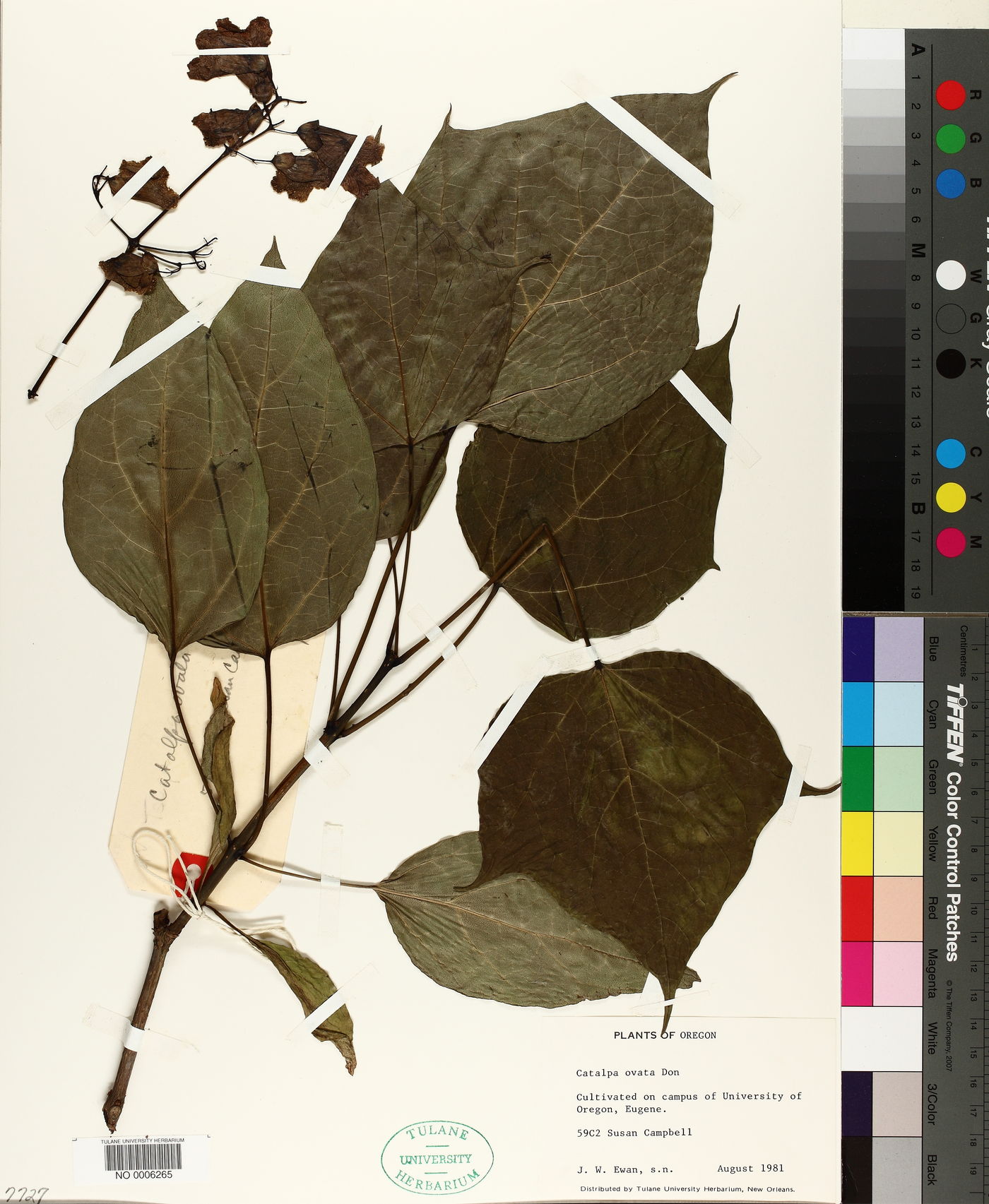 Catalpa ovata image