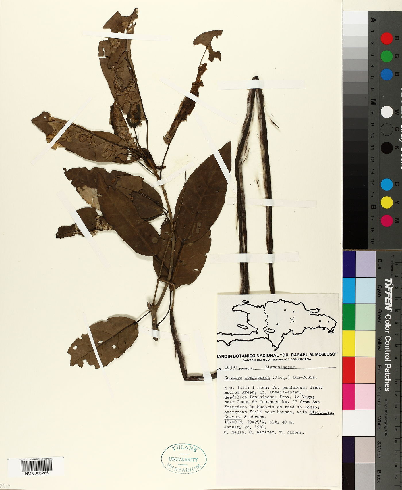 Catalpa longissima image