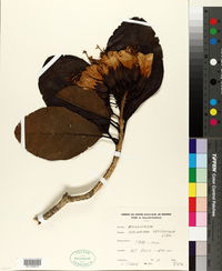 Image of Deplanchea sessilifolia
