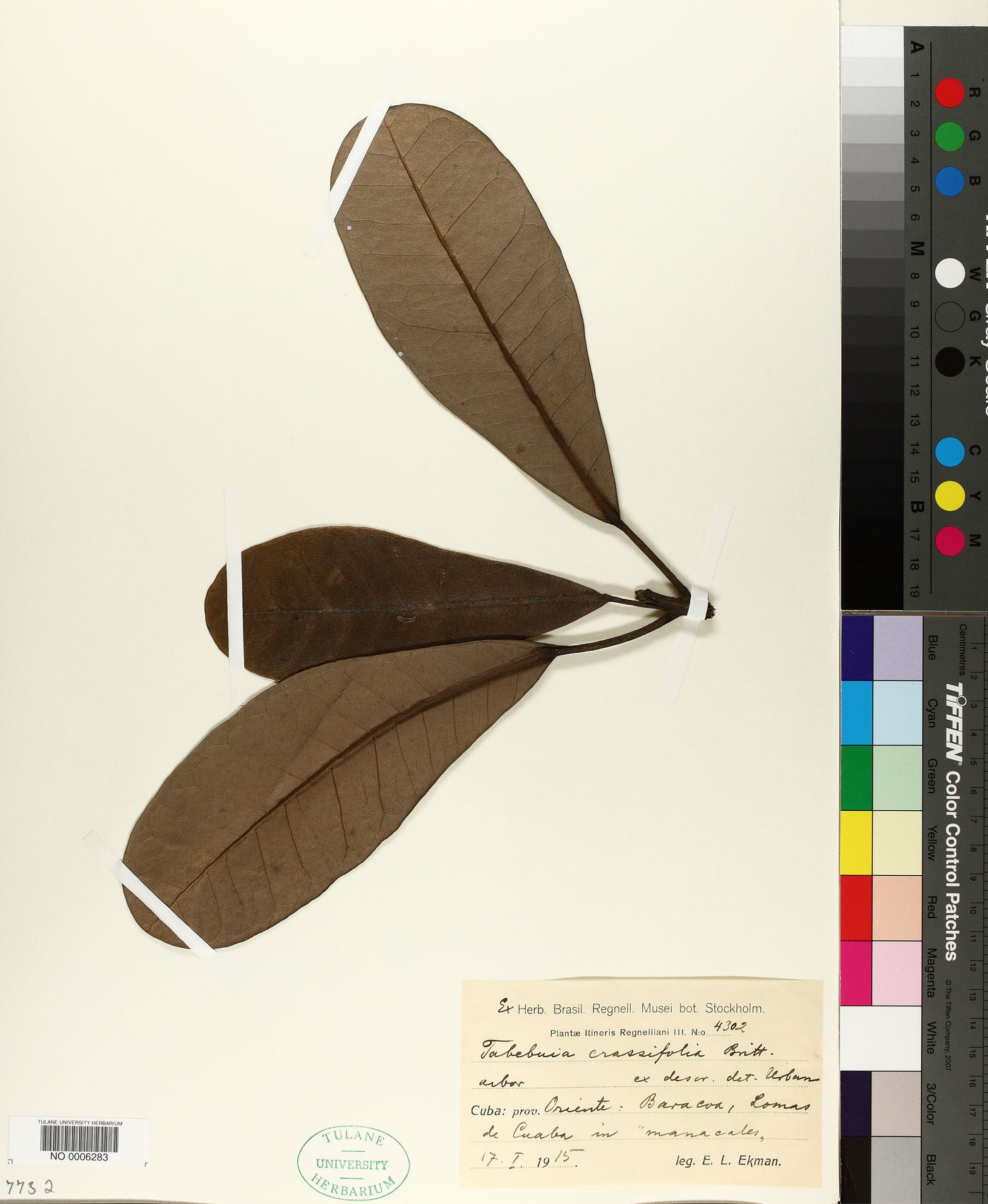 Tabebuia dubia image