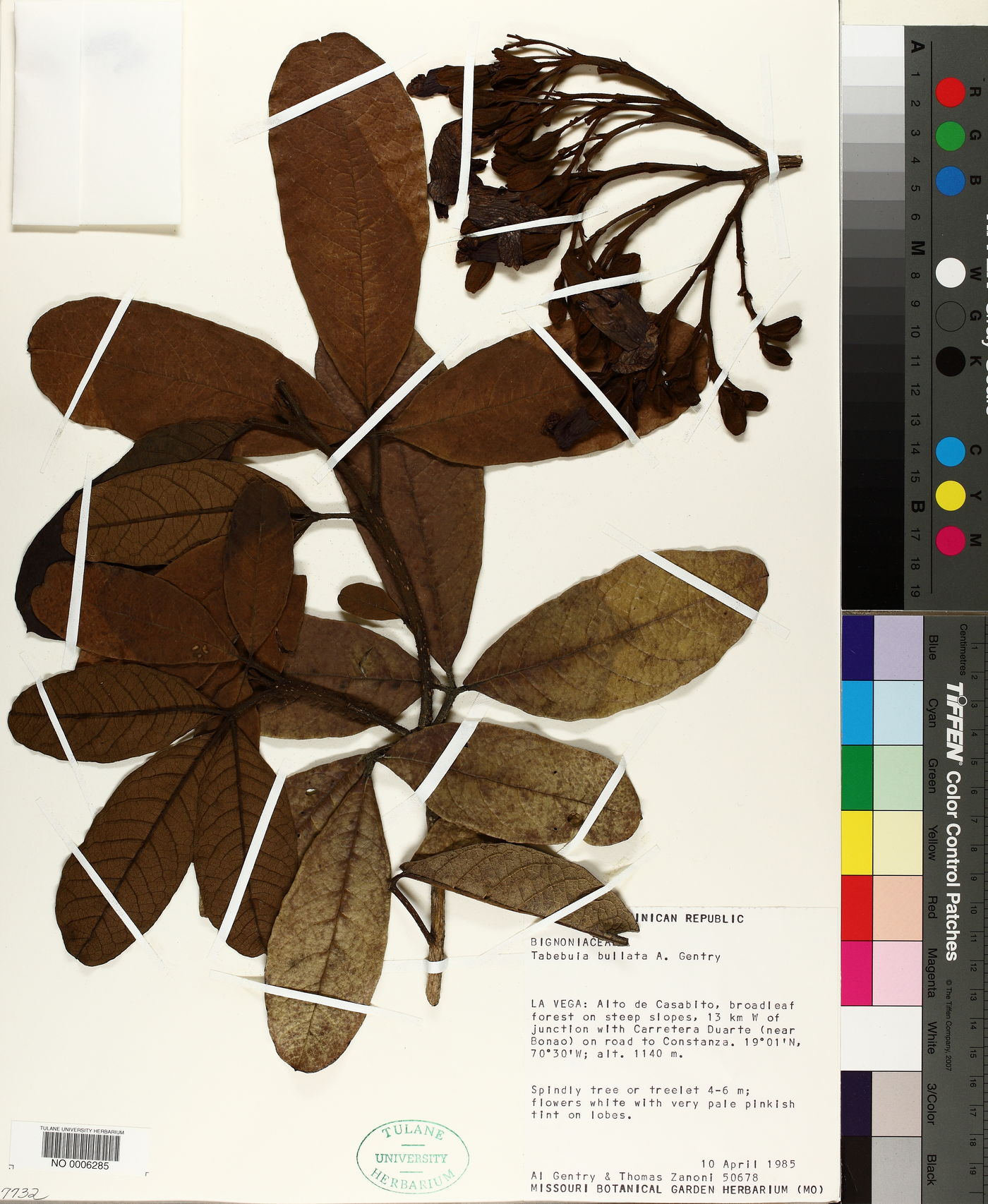 Tabebuia bullata image