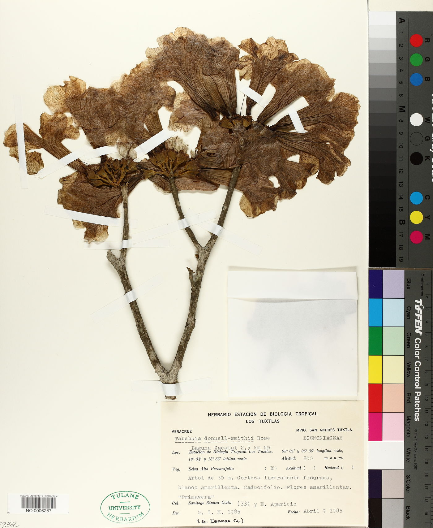 Tabebuia donnell-smithii image