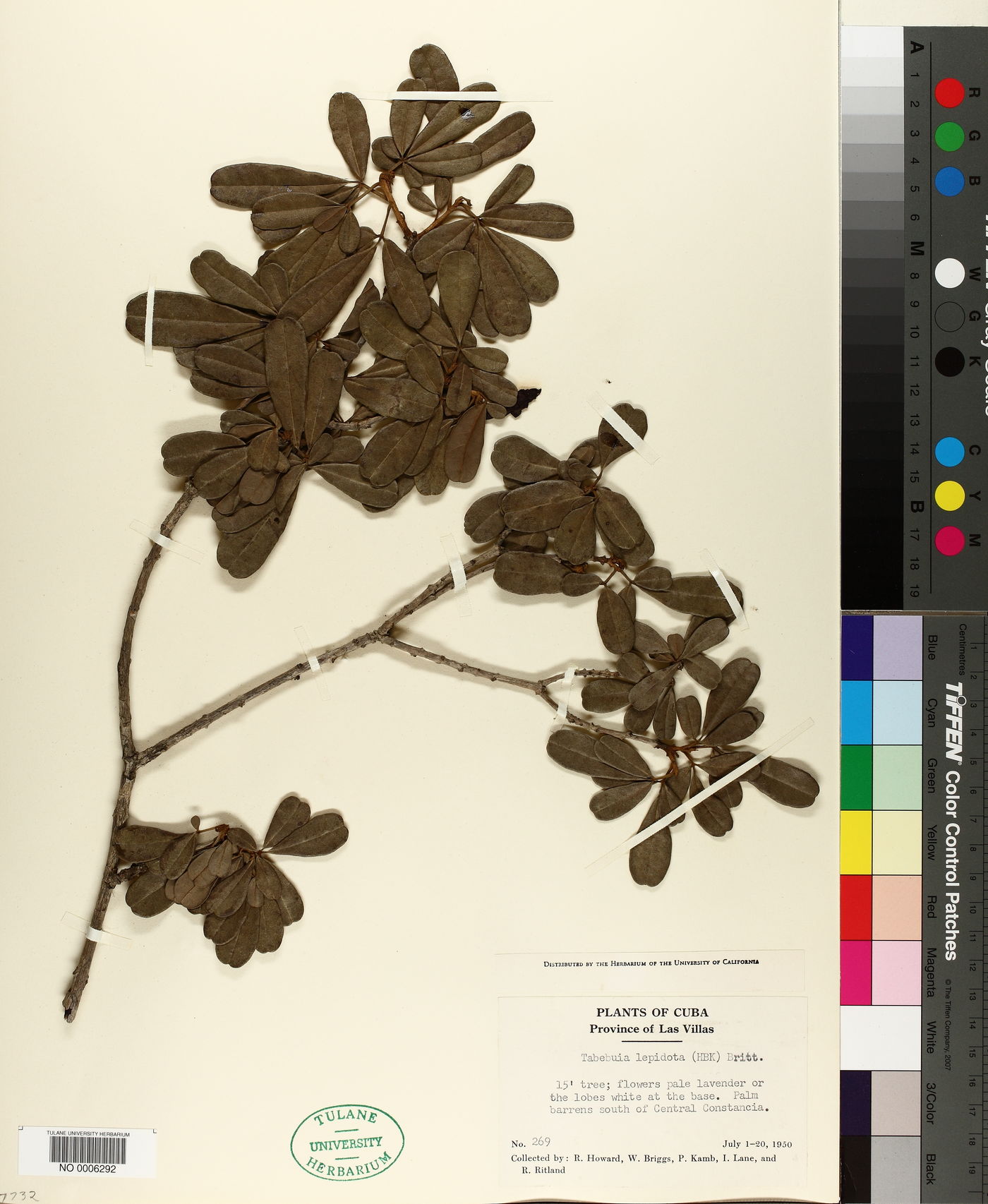 Tabebuia lepidota image