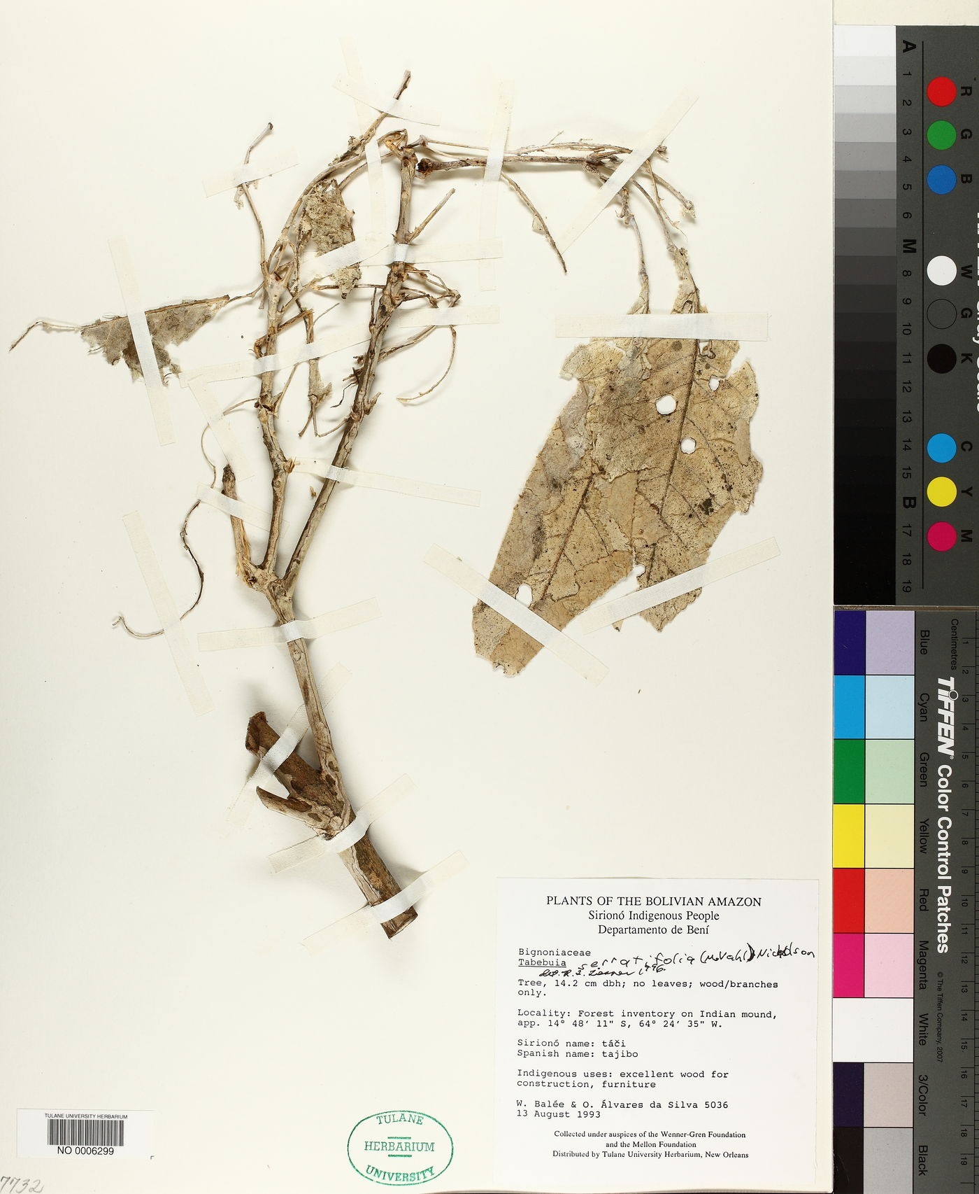 Tabebuia serratifolia image