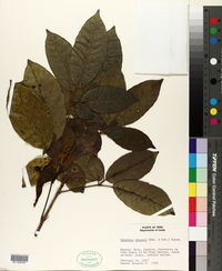 Image of Handroanthus obscurus