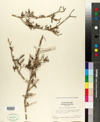 Tabebuia myrtifolia image
