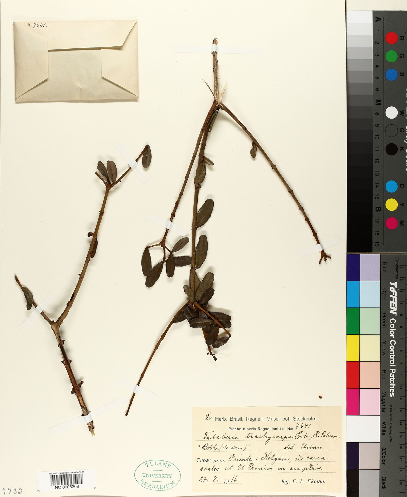 Tabebuia trachycarpa image