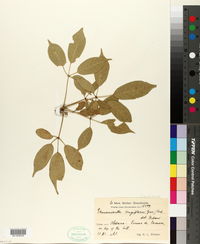 Ekmanianthe longiflora image
